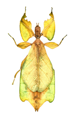 Cryptophyllium limogesi