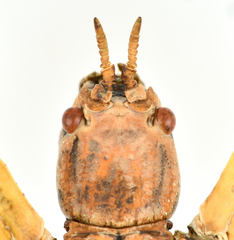 Cryptophyllium limogesi