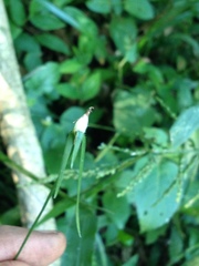 Rhynchospora radicans