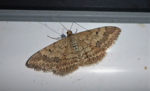 Plantain moth photo 4