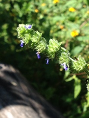 Salvia lasiocephala