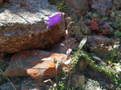 Campanula dasyantha