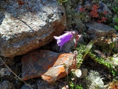 Campanula dasyantha
