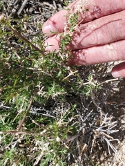 Galium stellatum eremicum