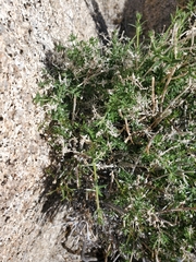 Galium stellatum eremicum