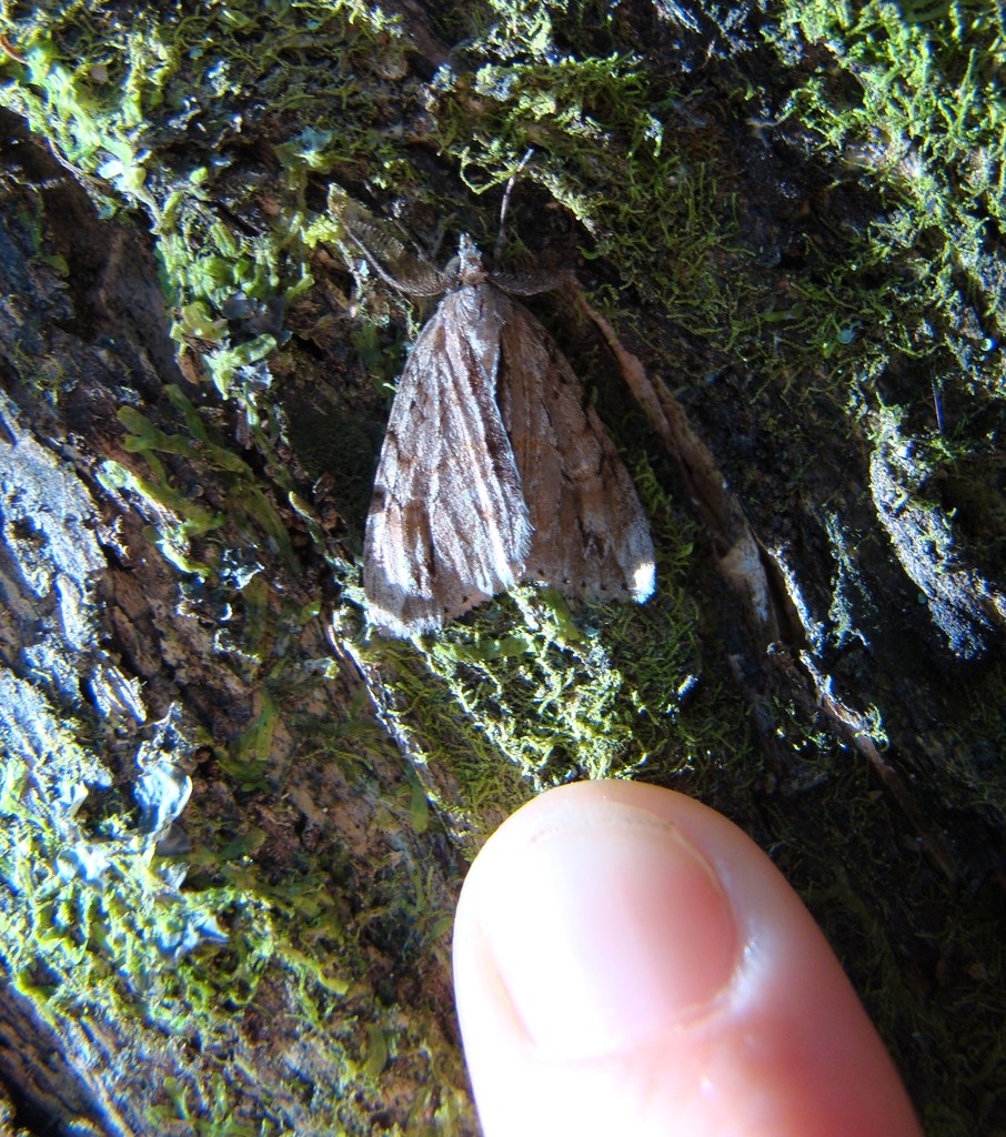 Common Forest Looper from Dalefield, New Zealand on February 24, 2021 ...