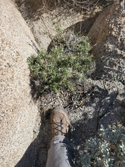 Galium stellatum eremicum