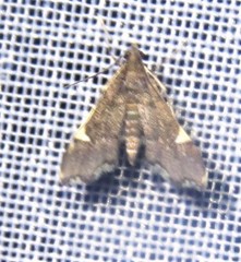 Deuterophysa obregonalis