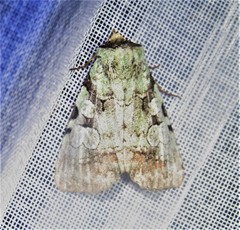 Perigea glaucoptera