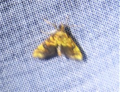 Choristostigma