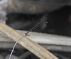 Teinobasis rufithorax