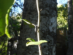 Aegorhinus albolineatus