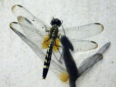 Libellulidae