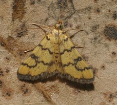 Glycythyma leonina