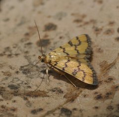 Glycythyma leonina