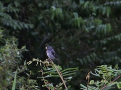 Sporophila intermedia