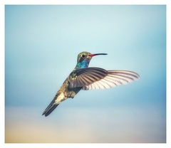 Cynanthus latirostris