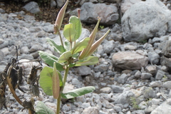Asclepias otarioides
