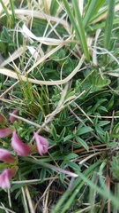 Trifolium nanum