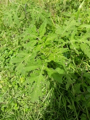 Ambrosia arborescens