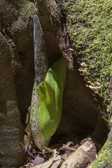 Amorphophallus lambii