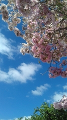 Prunus