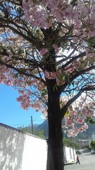 Prunus