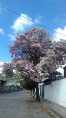 Prunus