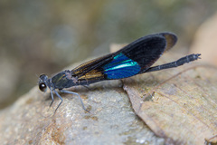 Euphaea subcostalis