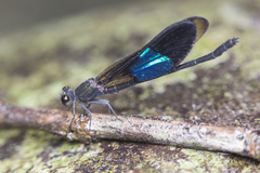 Euphaea subcostalis