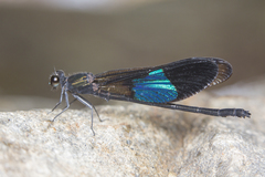 Euphaea subcostalis