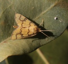 Glycythyma leonina