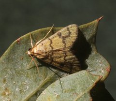 Glycythyma leonina