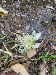 Duabanga grandiflora