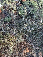 Ceanothus roderickii