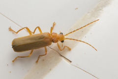 Asiosilis
