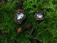 Elaphomyces muricatus