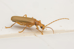 Asiosilis