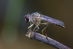 Ommatiini