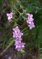 Boronia stricta