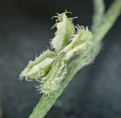 Pectocarya anisocarpa