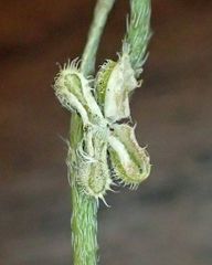 Pectocarya anisocarpa