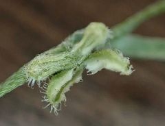 Pectocarya anisocarpa