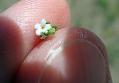Pectocarya anisocarpa