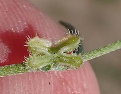 Pectocarya anisocarpa