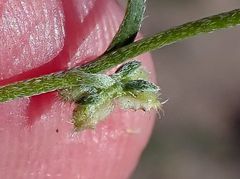 Pectocarya anisocarpa