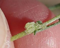 Pectocarya anisocarpa