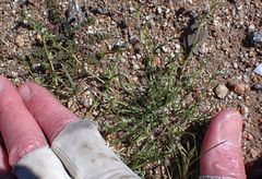 Pectocarya anisocarpa