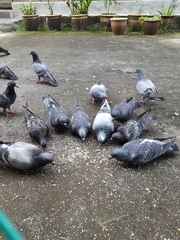 Columba livia domestica