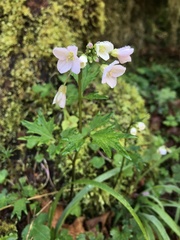 Cardamine nuttallii